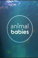 Watch Animal Babies Zumvo