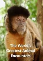 Watch World's Greatest Animal Encounters Zumvo