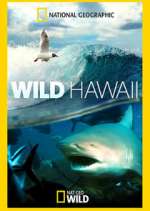 Watch Wild Hawaii Zumvo