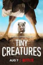 Watch Tiny Creatures Zumvo