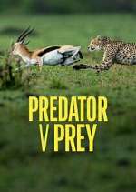 Watch Predator v Prey Zumvo