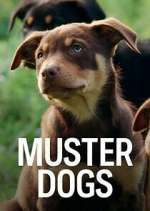 Watch Muster Dogs Zumvo