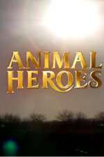 Watch Animal Heroes Zumvo