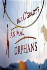 Watch Paul O'Grady's Animal Orphans Zumvo