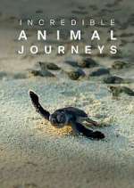 Watch Incredible Animal Journeys Zumvo