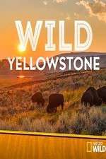 Watch Wild Yellowstone Zumvo