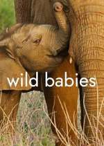 Watch Wild Babies Zumvo