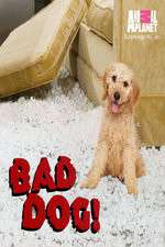 Watch Bad Dog! Zumvo