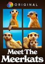 Watch Meet the Meerkats Zumvo