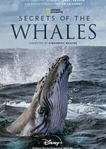 Watch Secrets of the Whales Zumvo
