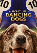 Watch The Secret Life of Dancing Dogs Zumvo