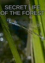 Watch Secret Life of the Forest Zumvo