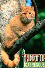 Watch Treetop Cat Rescue Zumvo