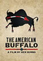 Watch The American Buffalo Zumvo