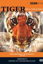 Watch Tiger: Spy in the Jungle Zumvo